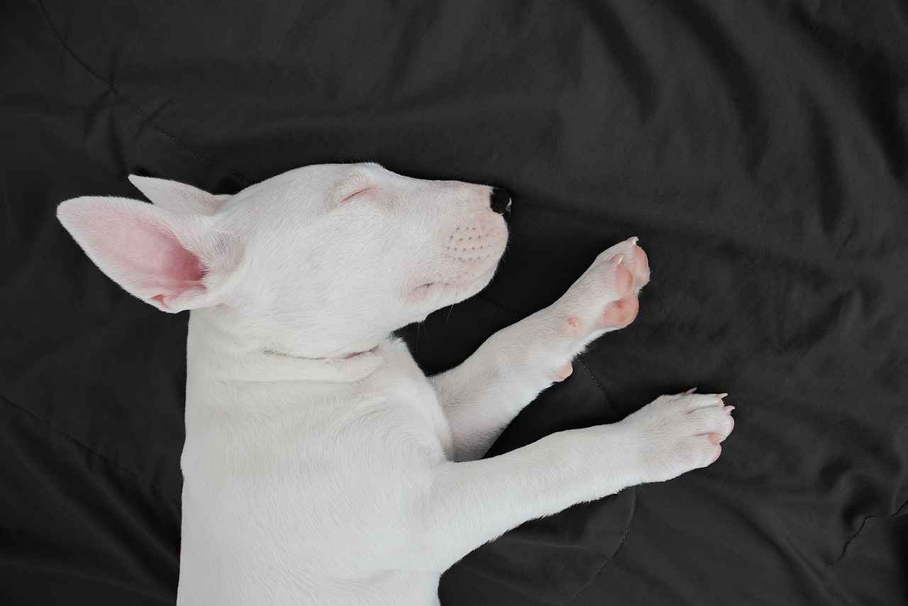 Why Orvis Dog Beds Are a Top Choice for Pet Owners